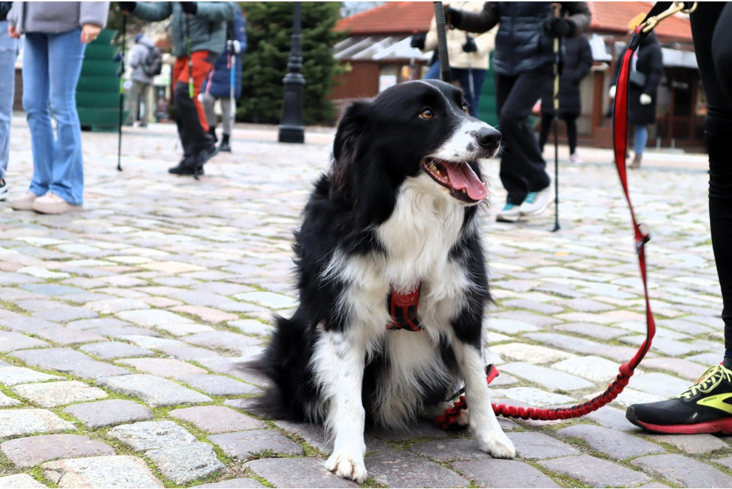 Niepodległościowy Marsz Nordic Walking