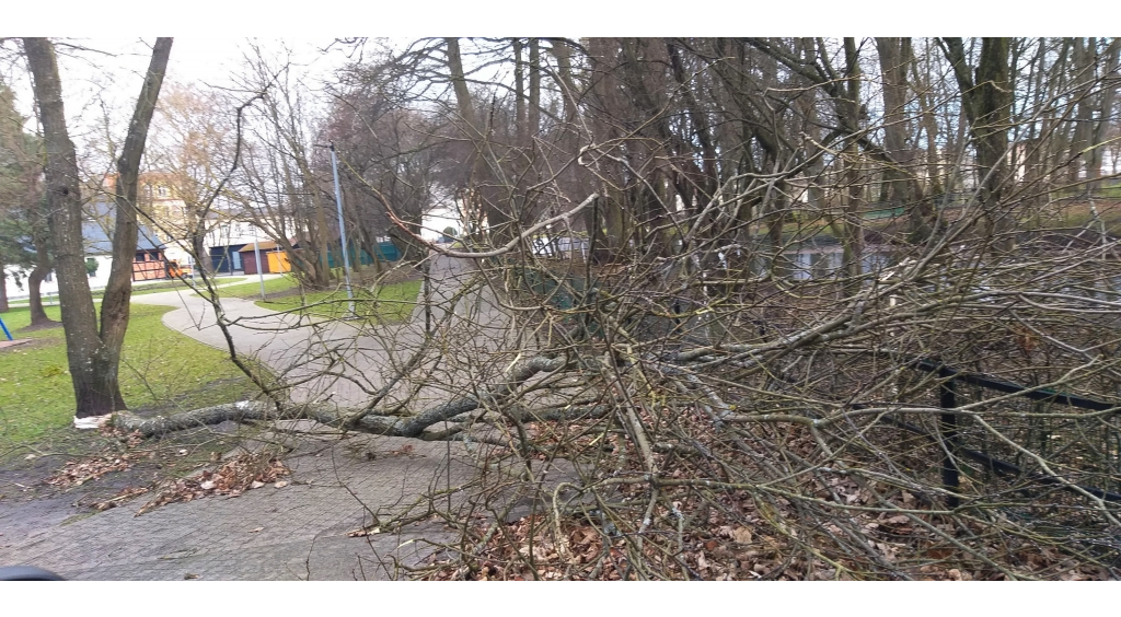 Skutki wichury w Wejherowie – wiatr łamał i wyrywał drzewa z korzeniami