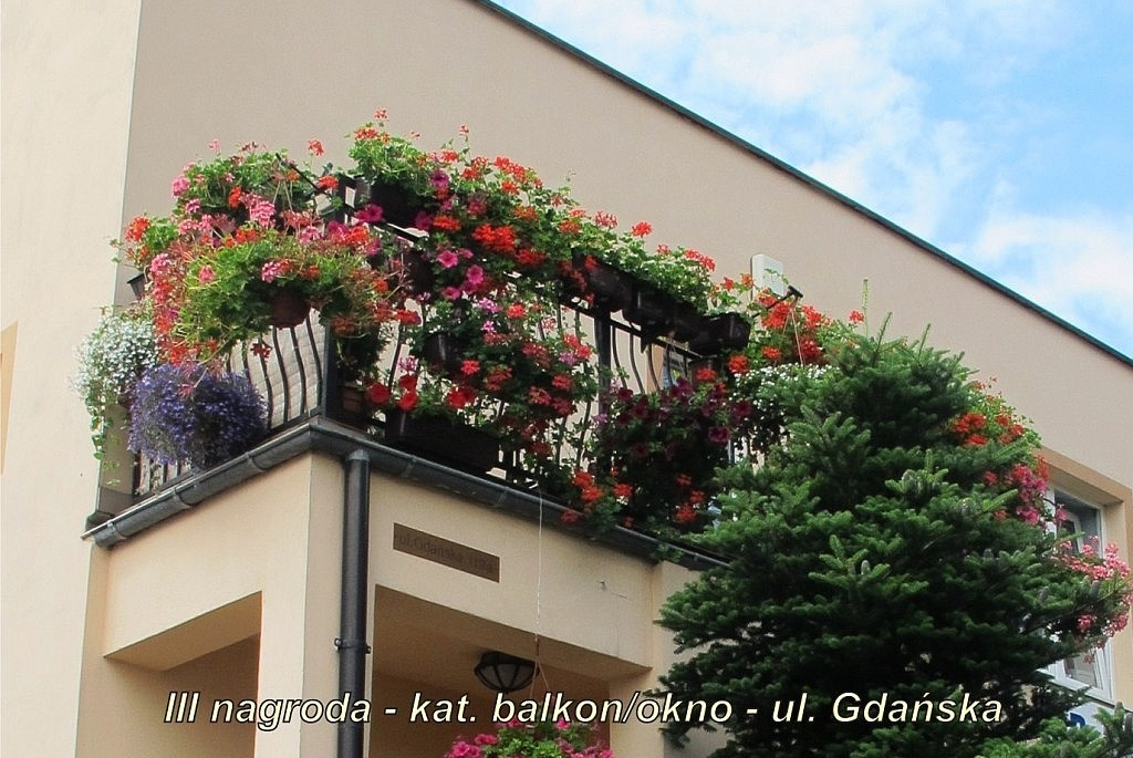 Finał XVI Konkursu na najładniej ukwiecony i zazieleniony balkon, okno lub ogród - 01.08.2013