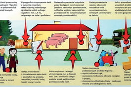 Wirus ASF u granic województwa pomorskiego