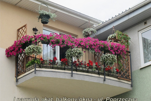 Finał XVI Konkursu na najładniej ukwiecony i zazieleniony balkon, okno lub ogród - 01.08.2013