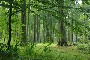 Kalwaryjski odpust z modlitwą za chorych - 01.07.2012